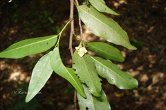 Miliusa flaviviridis